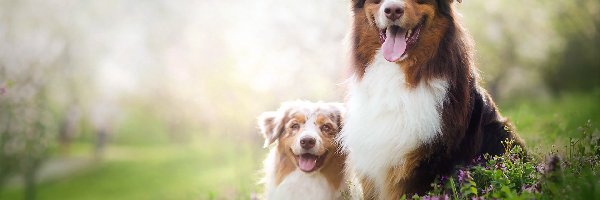 Australian Shepherd, Kwiaty, Łąka, Owczarki australijskie