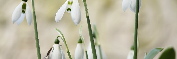 Przebiśniegi, Kwitnące