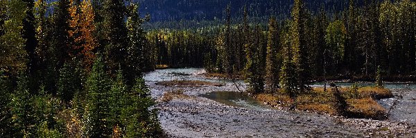 Kanada, Rzeka, Mount Robson Provincial Park, Góry, Drzewa