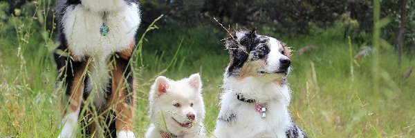 Border collie, Fiński lapphund, Owczarek australijski, Psy, Trzy