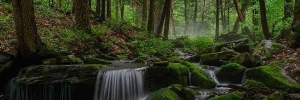 Las, Kamienie, Omszałe, Rzeka, Drzewa