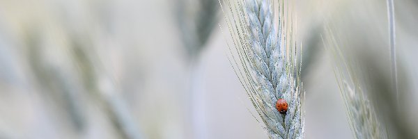 Owad, Kłos, Zboże, Biedronka