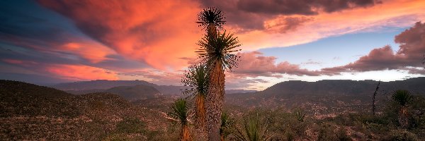 Drzewa Jozuego, Zachód słońca, Kaktusy, Pustynia