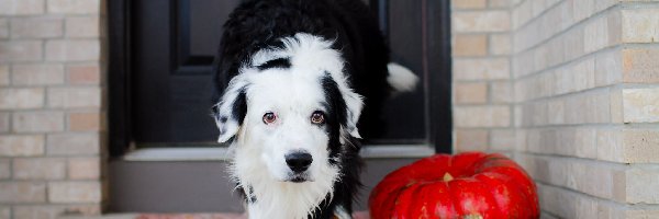 Dynia, Border Collie, Pies