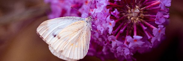 Bielinek, Makro, Kwiat, Motyl