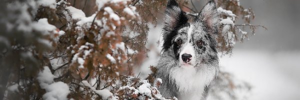 Border collie, Gałązki, Ośnieżone, Pies