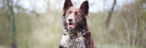 Border collie, Rośliny
, Drzewo, Pies