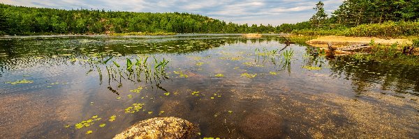 Drzewa, Kamień, Rośliny, Jezioro