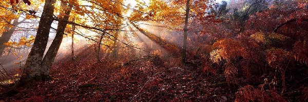 Jesień, Drzewo, Promienie Słońca, Liście, Paprocie