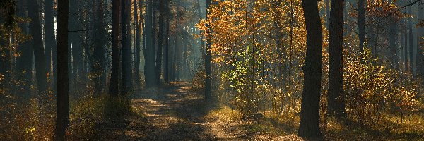 Jesień, Przebijające światło, Las, Droga, Drzewa