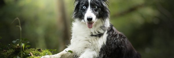 Border collie, Rośliny, Mordka, Pies