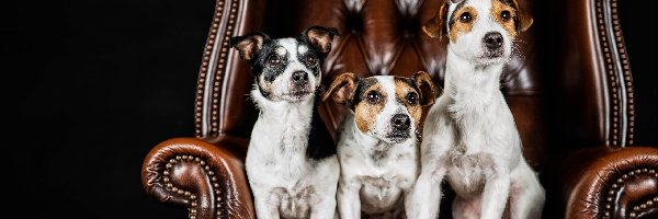 Psy, Fotel, Jack Russell terrier, Trzy