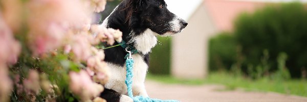 Pies, Smycz, Border collie, Droga, Kwiaty