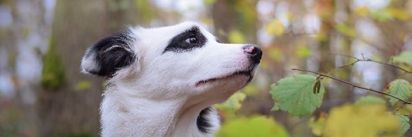 Liście, Border collie, Głowa