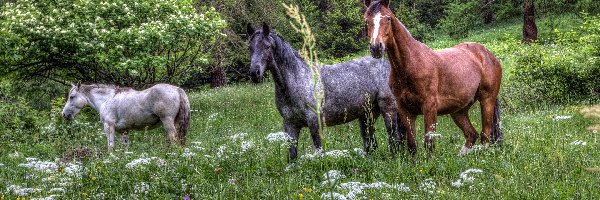 Konie, Kwiaty, Łąka, HDR, Las