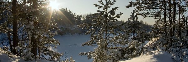 Las, Jezioro, Zima