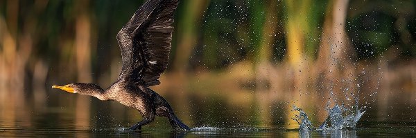 Kormoran, Jezioro