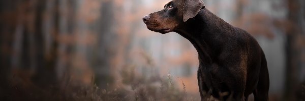 Pies, Doberman, Brązowy, Las, Trawa