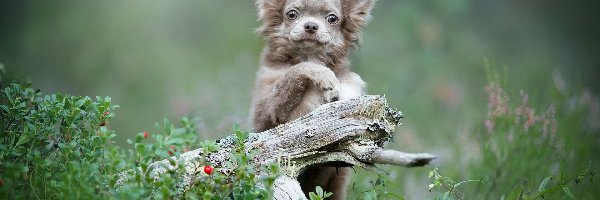 Chihuahua, Rośliny, Konar, Pies