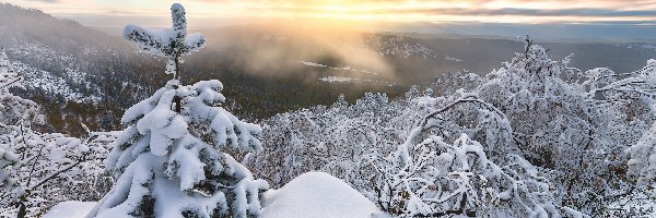 Drzewa, Wzgórza, Wschód słońca, Śnieg, Góry, Chmury, Mgła, Zima