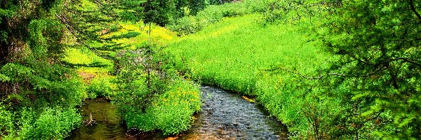 Drzewa, Park Narodowy Jeziora Kraterowego, Szlak Annie Creek Canyon, Stan Oregon, Stany Zjednoczone, Rzeczka, Strumień