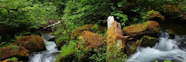 Drzewa, Rwąca, Rzeka North Umpqua River, Stan Oregon, Stany Zjednoczone, Skały, Kamienie