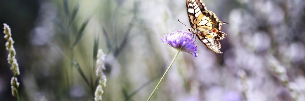 Motyl, Kwiat, Paź Królowej, Bokeh, Koniczyny