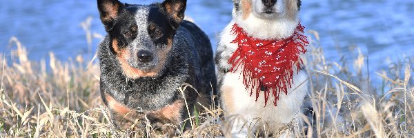 Sucha, Australian cattle dog, Border collie, Trawa, Psy, Dwa