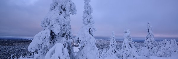 Zima, Ośnieżone, Góry, Świerki, Drzewa