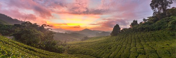 Malezja, Drzewa, Wschód słońca, Plantacja, Wzgórza, Stan Pahang, Cameron Highlands