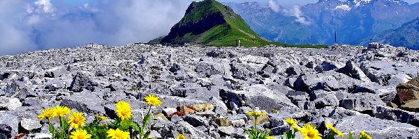 Kwiaty, Kamienie, Góry