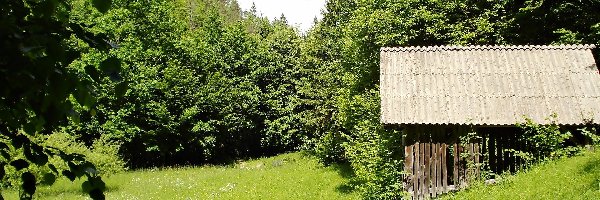 Szopa, Łąka, Las