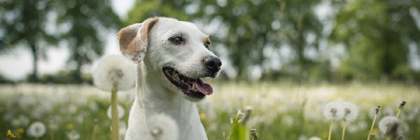 Labrador retriever, Dmuchawce, Lato, Pies