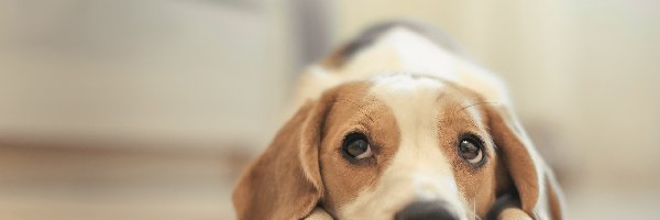 Beagle, Szczeniak, Pies