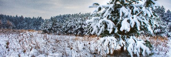 Śnieg, Mróz, Zaspy, Iglasty, Las