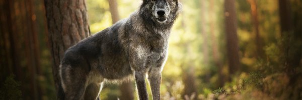 Amerykański wolfdog, Drzewa, Las rośliny, Pies
