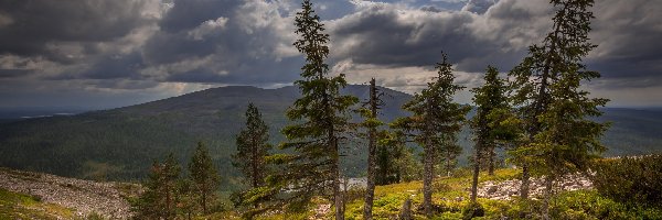 Drzewa, Góry, Góra Ylläs, Laponia, Finlandia, Chmury, Mech, Wzgórza, Trawa