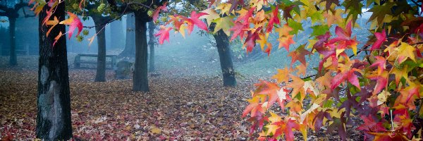Mgła, Liście, Ławka, Jesień, Drzewa, Park