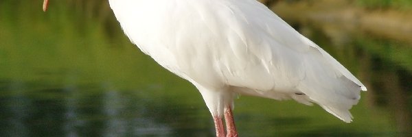 Woda, Ibis Biały