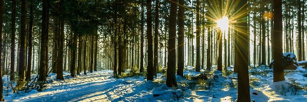 Las, Drzewa, Droga, Zima, Promienie słońca