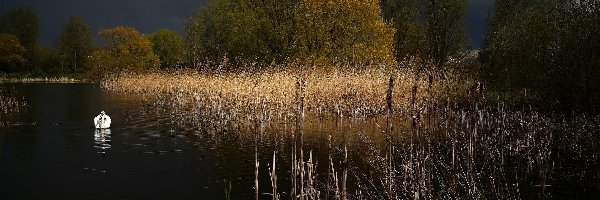 Szuwary, Łabędz, Noc, Jezioro