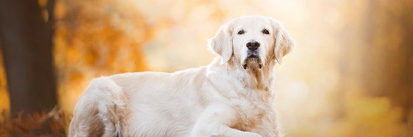 Pień, Golden retriever