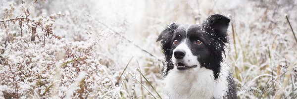 Trawa, Śnieg, Border collie