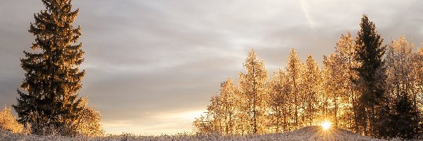 Przymrozek, Drzewa, Promienie słońca