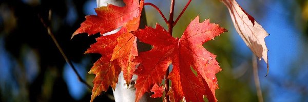 Kolorowe, Jesieni, Liście, Drzewo