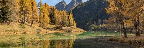 Drzewa, Góry, Szwajcaria, Kanton Gryzonia, Alpy Retyckie, Modrzewie, Jesień, Jezioro Lai da Palpuogna