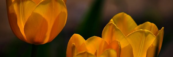 Tulipany, Żółte, Trzy