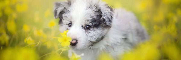 Border collie, Kwiaty, Łąka, Szczeniak