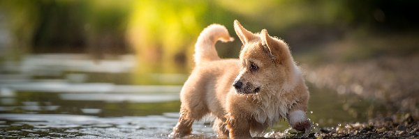 Woda, Welsh corgi pembroke, Pies