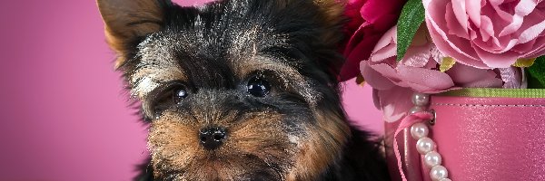 Piwonie, Yorkshire Terrier, Szczeniak